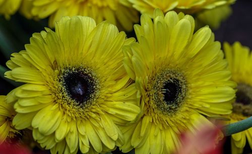 Close-up of yellow flowering plant