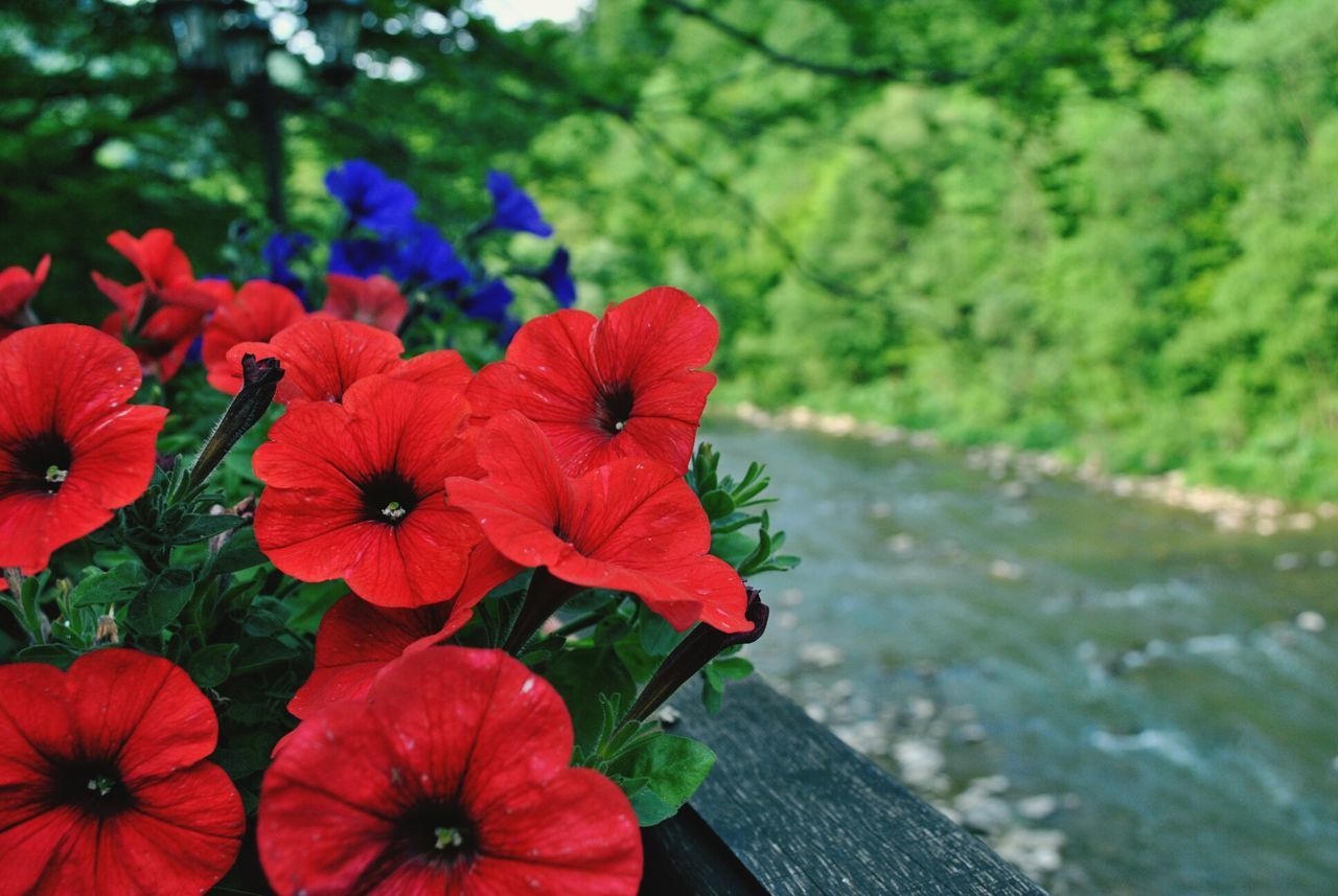 red, flower, growth, focus on foreground, freshness, beauty in nature, plant, close-up, nature, fragility, petal, day, outdoors, leaf, flower head, water, vibrant color, no people, park - man made space, tranquility