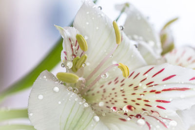 Close-up of water drops on pink flower