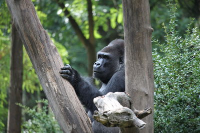 Gorilla silverback sitting on tree trunk