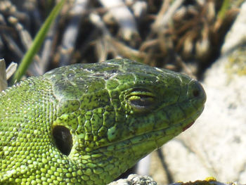 Delightful nap. head of a green lizard on a sunlights 