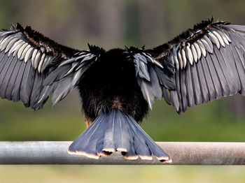 Close-up of bird flying