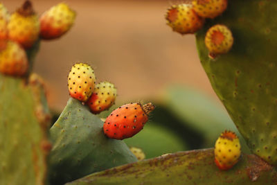 Close up of prickly pears cactus tree.