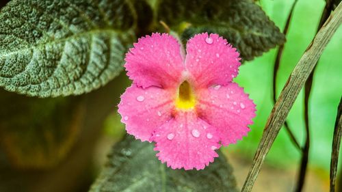 Close-up of pink flowers