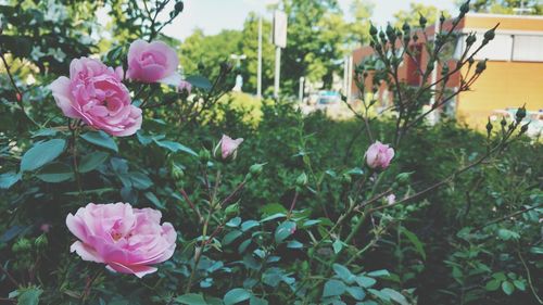 Close-up of pink roses