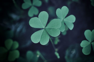 Close-up of plant leaves