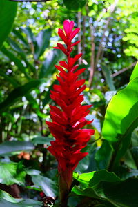 Close-up of red flower