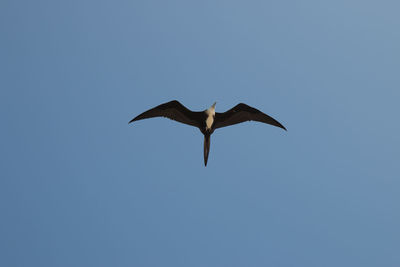 Low angle view of bird flying in sky
