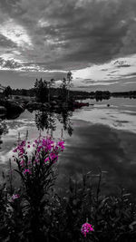 Pink flowering plants by trees against sky