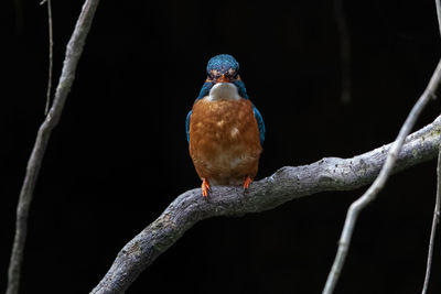 Close-up of bird perching on branch