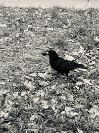 High angle view of bird perching on a field