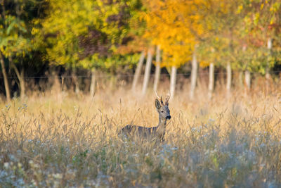 One deer dama dama in the forests of romania in autumn time.