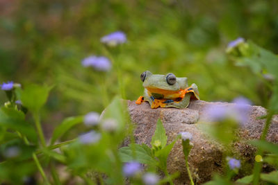 Close-up of frog on plant