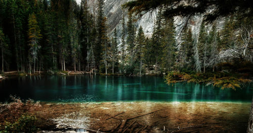 Reflection of trees in lake