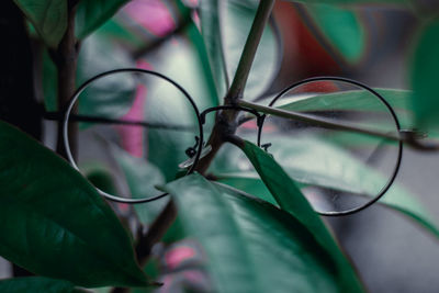 Close-up of flowering plant