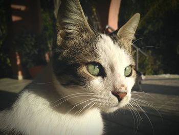 Close-up portrait of cat