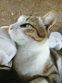 Close-up of a cat looking away