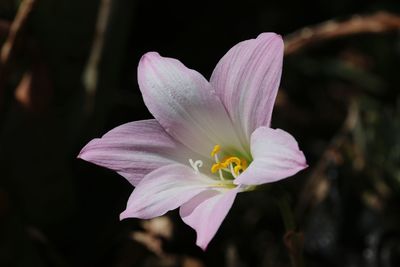 Close-up of pink flower