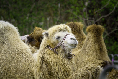 Close-up of camel