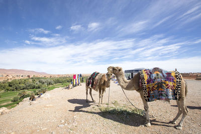 Camels walking on field against sky