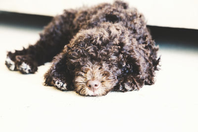 Close-up portrait of puppy