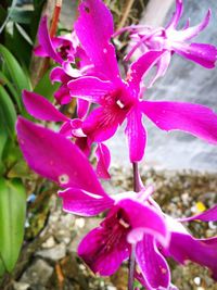 Close-up of pink flowering plant