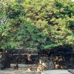 Scenic view of tree by rock