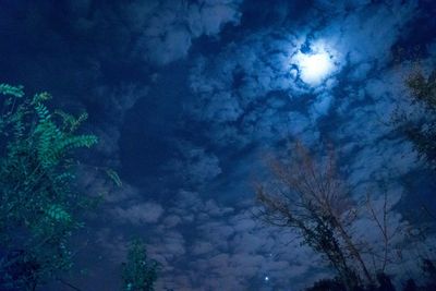 Low angle view of trees against blue sky