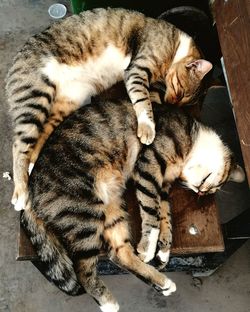 High angle view of cats sleeping