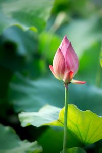 Close-up of pink lotus water lily in pond