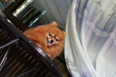 High angle portrait of dog by house at home