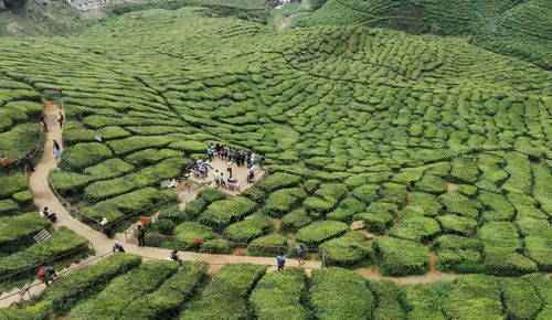 High angle view of people at tea plantation