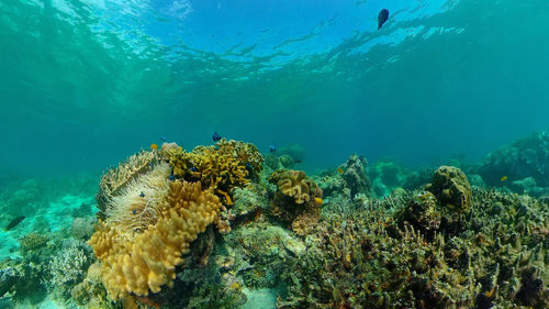 Tropical coral reef seascape with fishes, hard and soft corals. philippines.