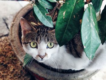 Close-up portrait of a cat