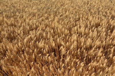 Full frame shot of wheat field