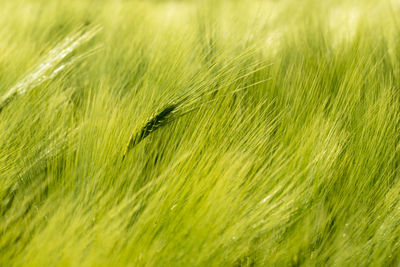 Full frame shot of crops on field