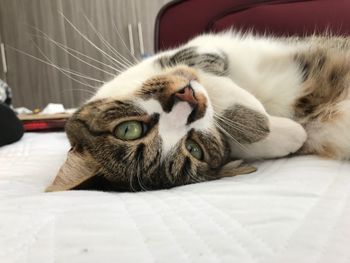 Close-up of cat lying on bed