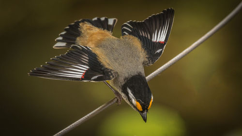 Close-up of bird perching on cable