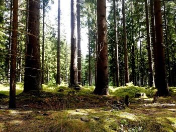 Trees in forest