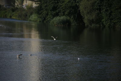 Ducks swimming in lake