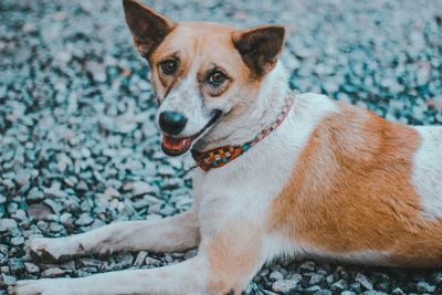 Close-up portrait of dog relaxing on footpath