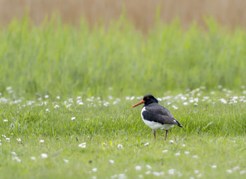Bird perching on a field