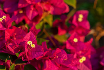 Close-up of pink bougainvillea plant