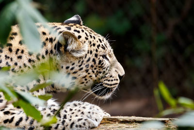 Close-up of a cat looking away