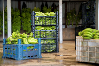 Sorting of banana harvest in shop at banana production. boxes with sorted bananas. banana industry