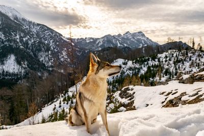 View of horse on snowcapped mountain against sky