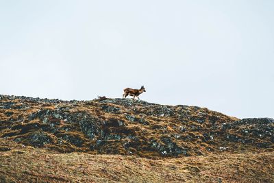 Side view of a horse on rock