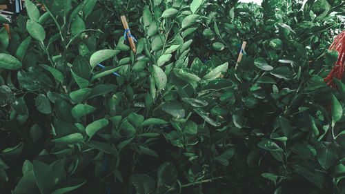 High angle view of plants growing on field