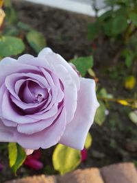 Close-up of rose blooming outdoors