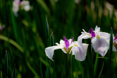 Close-up of flowers blooming outdoors